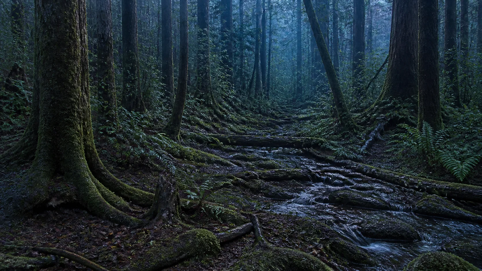 Wet temperate forest on Threnody